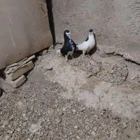 سلام ی حفت سیاه پوش نروماده.