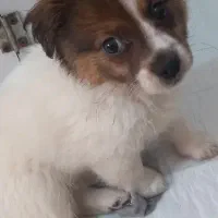 سگ پامر اشپیتز