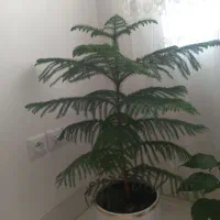 گل زیبا با گلدان قیمت بدون تخفیف ۱۸۰۰