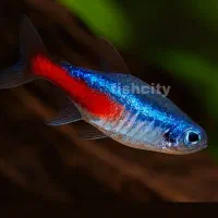 ماهی تترای نئون