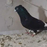 کفتر دم سفید