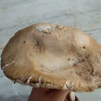 قارچ کوهی