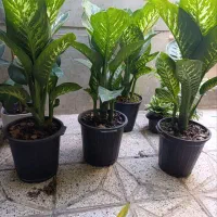 دیفن نژاد دار