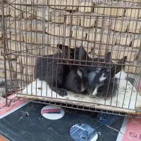 بچه خرگوش نروماده|موش و خرگوش|تربتحیدریه, پایانه مسافربری تربت حیدریه|دیوار