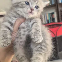 بریتیش بلوگلد