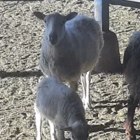 میش وبره رومن اصل