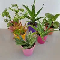 گل وگیاه زیبا|گل و گیاه طبیعی|تهران, بنی‌هاشم|دیوار