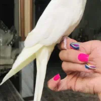 عروس هلندی گمشده