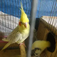 عروس هندی|پرنده|رشت, دیانتی|دیوار