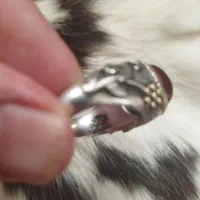 انگشتر شیروخورشید1346|کلکسیون اشیاء عتیقه|همدان, |دیوار