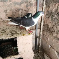 کفتر کبوتر|پرنده|سبزوار, همت|دیوار