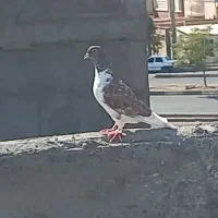 معامله چند عدد کفتر  با پلاکی