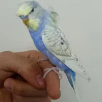 جفت مرغ عشق پروانه ای و نیمه هلندی