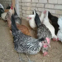 تخم مرغ نطفه دار بومی اصل و اصیل نژاد قدیم