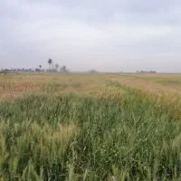 زمین کشاورزی ۱۲ هتکار اجاره میدم|اجارهٔ دفتر صنعتی، کشاورزی، تجاری|شادگان, |دیوار