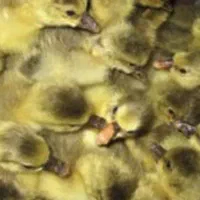 فروش جوجه غاز و قوغاز یکروزه|حیوانات مزرعه|کرج, اخترآباد|دیوار