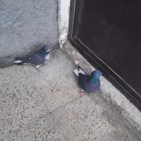 نره زاغ دم سفید،قاره