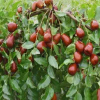 نهال عناب پیوندی