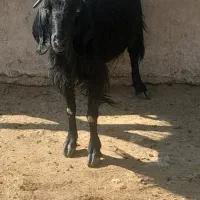 گیسه کولار چبش و بز جوان وبره سبک ۲۰کیلویی|حیوانات مزرعه|مرودشت, ده بید|دیوار