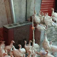 بوقلمون بیوتی6 نژاد فوق سنگین