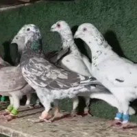 10 تا هفترنگ