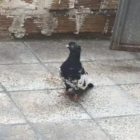 سینه سیاه