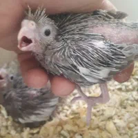 جوجه عروس هلندی