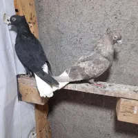 جفتگاه رنگه