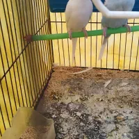 مرغ عشق|پرنده|رونیز, |دیوار