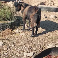 دوبزغاله نر مناسب فروشی|حیوانات مزرعه|فردوس (خراسان), |دیوار