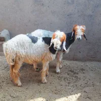 دو کوه ماده داشتی