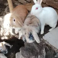 خرگوش‌لپ‌سالم|موش و خرگوش|نیشابور, بنیاد شهید|دیوار