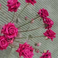 گل مصنوعی|گل مصنوعی|گنبد کاووس, |دیوار