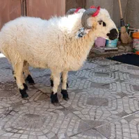 بره گوسفند وطنی چاق و چله