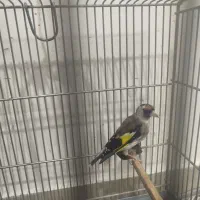 یک سهره ماده