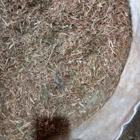 فروش کاه عدس