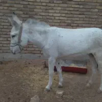 اخلاق جوان ماده