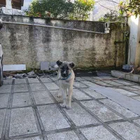 توله سرابی نژاد دار