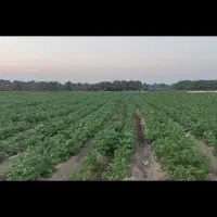 زمین کشاورزی قطره ای ۱۲ هزار متر