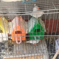 ۶عدد فنج و۶عددتخم