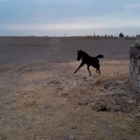 اسب|اسب و تجهیزات اسب‌سواری|شیراز, دانشکده موشکی امام صادق (ع)|دیوار