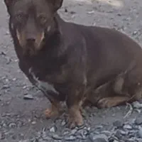 واگذاری پاکوتاه نر