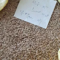 جو بذری و گندم بذری|خدمات باغبانی و درختکاری|علیآباد کتول, |دیوار