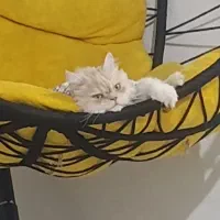 واگذاری غیر رایگان گربه|گربه|شهریار, شهرک وائین|دیوار