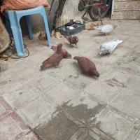 یه جفت سار خوشگل و یه جفت سرخ کرمونی