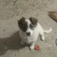 سلام بازیگوش|سگ|مشهد, ایوان|دیوار