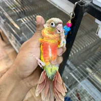 جوجه گرینچیک و راهب