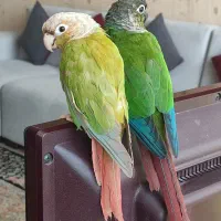 طوطی گرینچیک