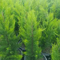 لاوسون نشائی|خدمات باغبانی و درختکاری|شیرود, |دیوار