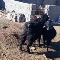 بزجوان|حیوانات مزرعه|شاهرود, |دیوار